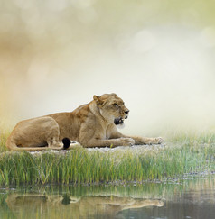 河边休息的狮子摄影图