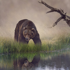 草地上的黑狗熊摄影图