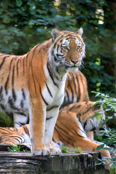 绿色调林中的老虎摄影图