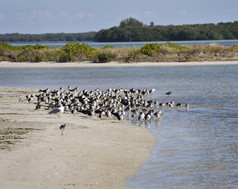 暗色调水边的一群鸟摄影图