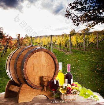 葡萄园中的酒桶和葡萄酒