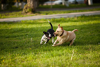 两只小狗草坪上玩耍图片下载