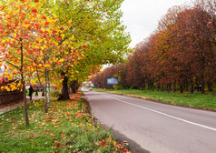 秋季马路两旁的枫树