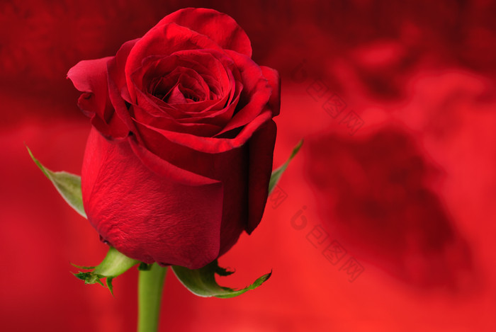 红色玫瑰花花卉摄影图