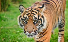 清新漂亮的一只老虎摄影图