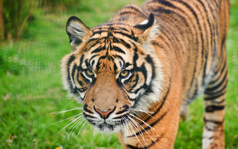 清新漂亮的一只老虎摄影图