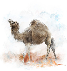 水彩风一只骆驼摄影图