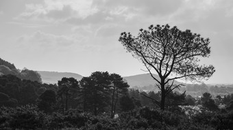 田野间的小树林山林