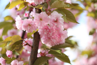 <strong>花树</strong>上的粉色花朵和绿叶