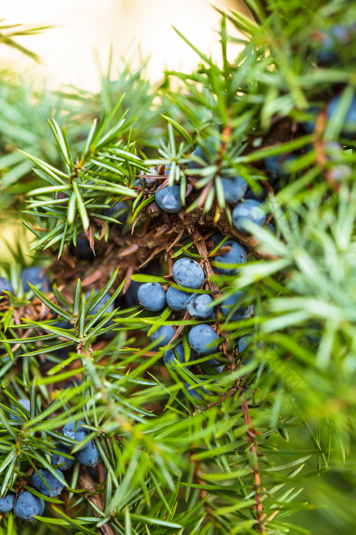 树上的蓝莓摄影图