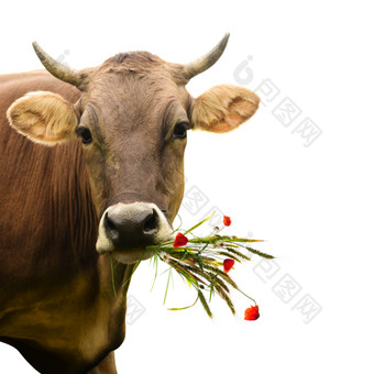 吃草的老牛摄影图