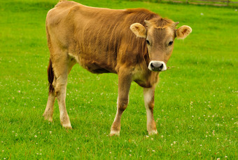 草地上的黄牛摄影图