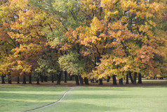 深色调漂亮的秋天树林摄影图