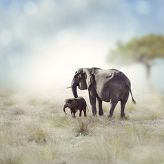 草原动物大象摄影图