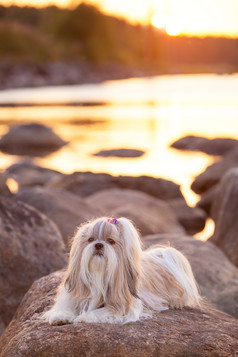 河边岩石上的宠物狗