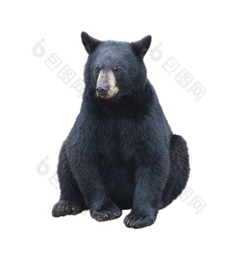 野生动物大黑熊摄影图