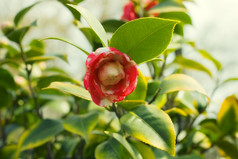 绿色调枝头的红花摄影图