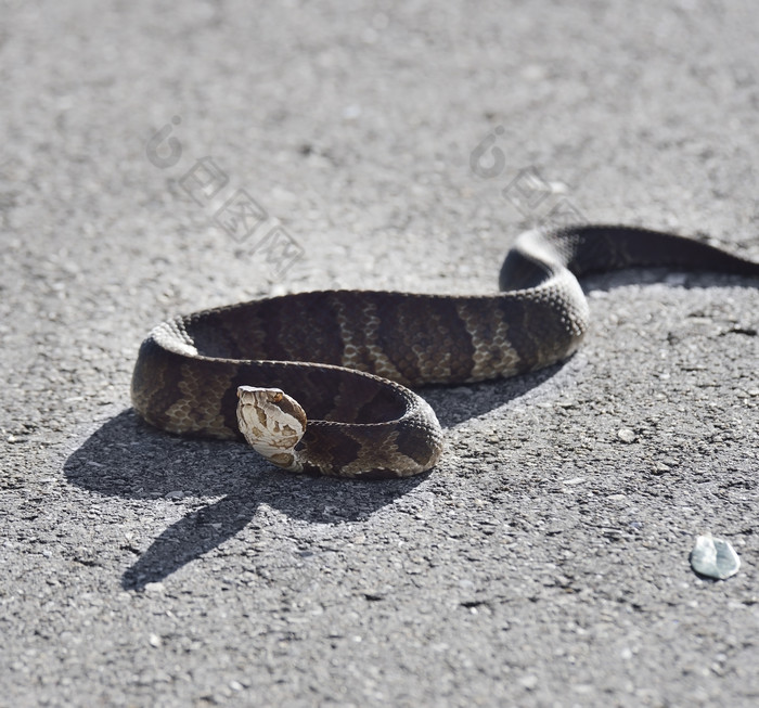 灰色调一条蛇摄影图