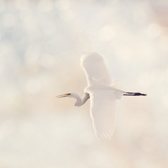 浅色调飞翔的鸟摄影图