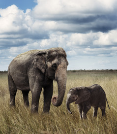 简约风草原上的大象摄影图