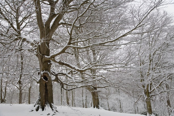 <strong>枯树</strong>树木上的积雪