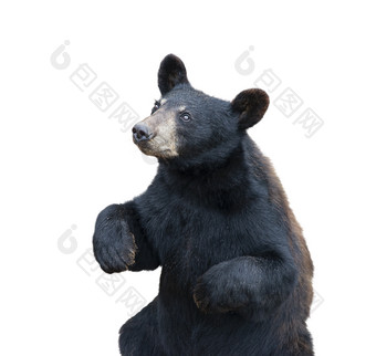 一只黑色大熊摄影图