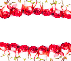 红色玫瑰花花朵摄影图