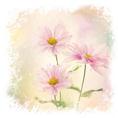 水彩粉色雏菊花朵