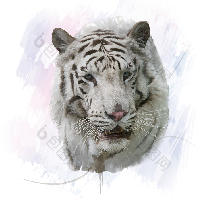 白色老虎虎头摄影图