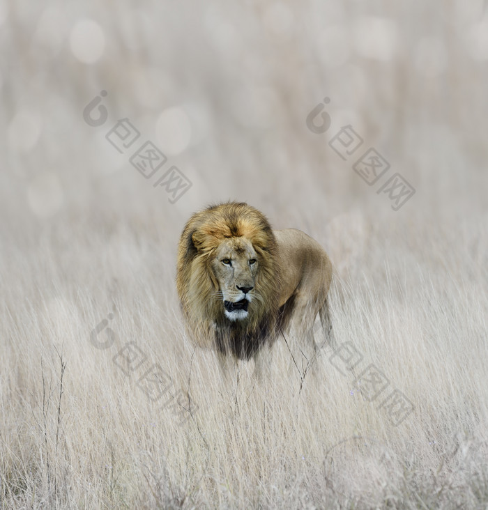 荒草草原中行走的狮子