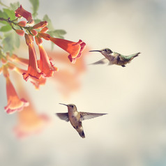 飞鸟和鲜花摄影图