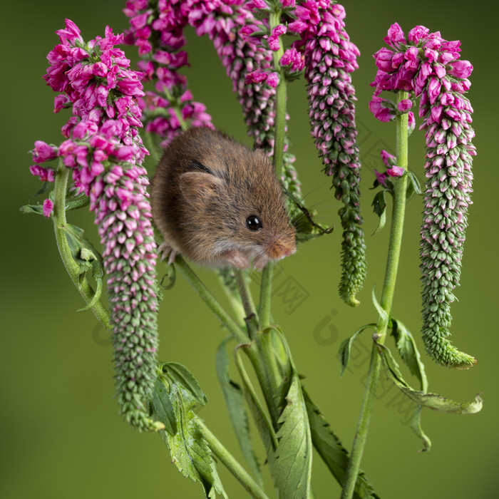 小老鼠和粉色花朵