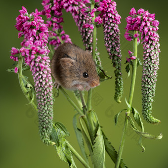 小老鼠和粉色花朵