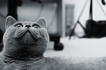 灰色调悠闲的猫摄影图