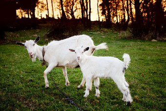 草地上的山羊摄影图