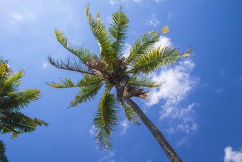阳光下的椰树摄影图