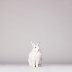 暗色调小兔子摄影图