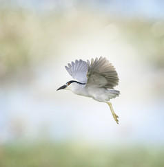 飞翔的白色飞鸟摄影图