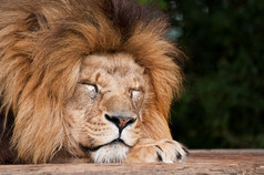 睡觉的狮子摄影图