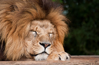 睡觉的<strong>狮子</strong>摄影图