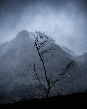 山脉旁的枯树摄影图