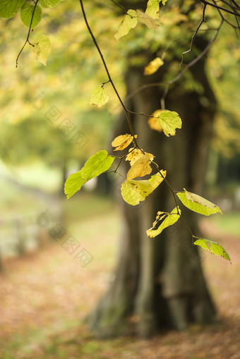 秋季成熟期凋落期长满树林