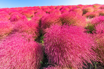 红色的花摄影旅游风景大自然盛开的花图片