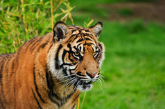 清新风格在草地上的大老虎摄影图