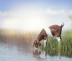 喝水的波尔山羊摄影图