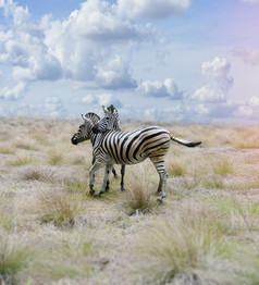 草原上的动物斑马