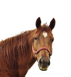 棕色动物马匹摄影图