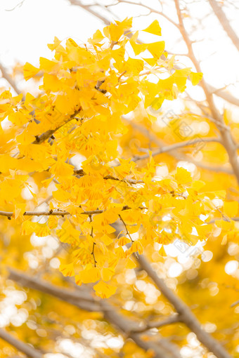 秋天枫树树枝摄影图