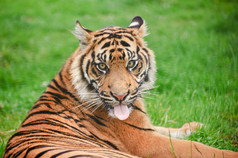 清新风在草地上的大老虎摄影图
