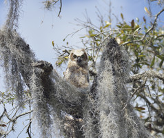 深色调树上的猫头鹰摄影图